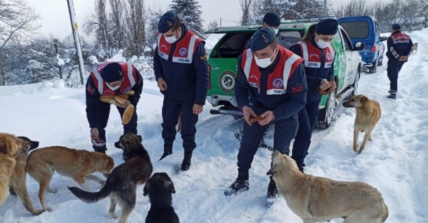 Bilecik’te yaban hayvanlarına Jandarma’dan yem desteği