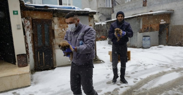 Bursa'da Yıldırım Belediyesi üç yavru köpeğe sıcak yuva oldu