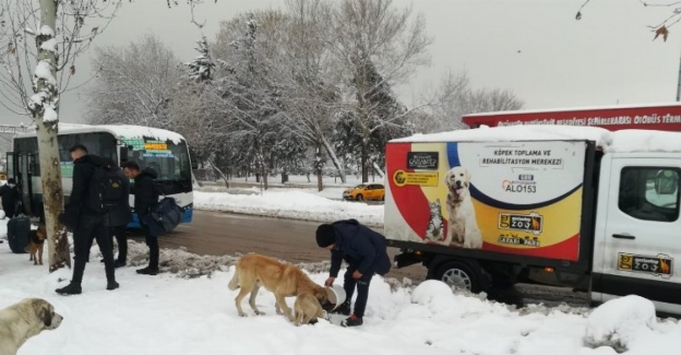 Gaziantep Büyükşehir soğuk kış günlerinde sokak hayvanları unutmadı