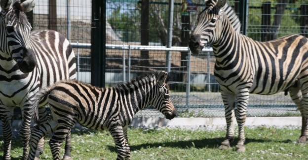 Kayseri Büyükşehir Belediyesi Hayvanat Bahçesi baharla birlikte güzelleşti 