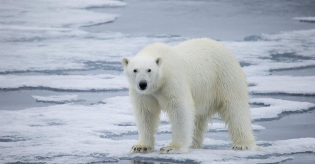 Kutup ayıları iklim değişikliğine uyum sağlıyor