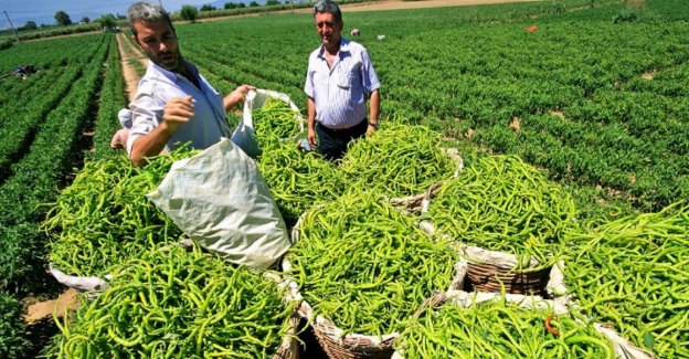 Ukrayna Tarım Heyeti Bursa Yenişehir Ovası'nda