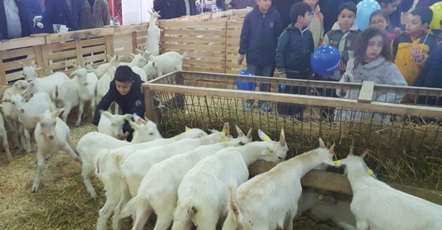 Hayvancılık sektörü Mustafakemalpaşa'da buluşacak