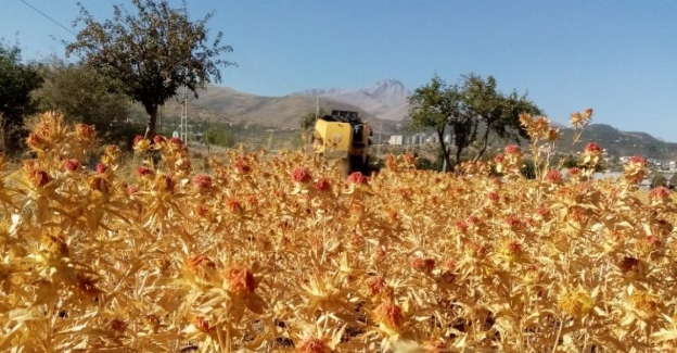 Kayseri Talas'tan tarım atılımı