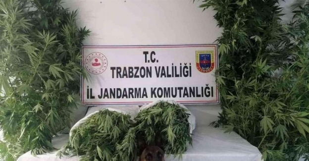 Trabzon Ortahisar'da Jandarma'dan ortak operasyon
