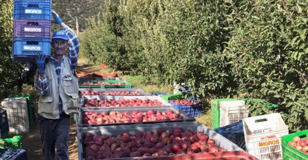 Yerel üreticilerden 12 bin ton elma alacak