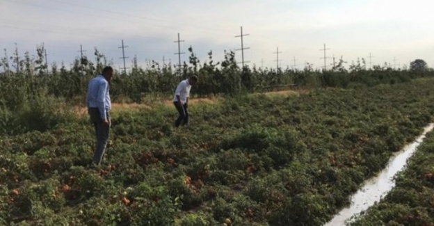 CHP'li Sarıbal sordu: Çiftçinin zararı ne olacak?