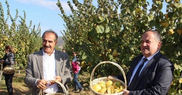 İzmir Selçuk'ta 'ayva' hasadı başladı