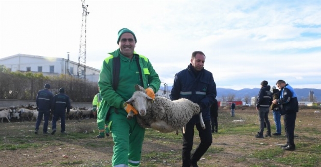 Bursa'da keçi ve koyunlar kaçtı... Osmangazi ekipleri yakaladı