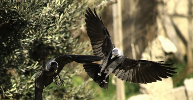 Bursa Yenişehir'de kuşların 'ekmek' mücadelesi