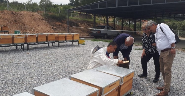 Manisa'da ana arılar teslime hazır