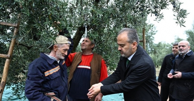 Bursa Büyükşehir'den zeytin üreticilerine yaygı desteği